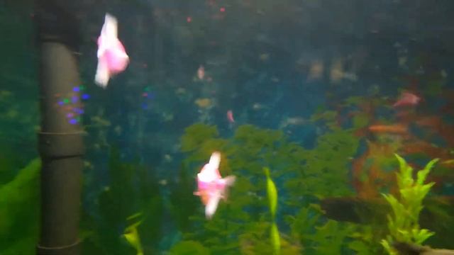 Мой аквариум.Тернеция розовая и другие обитатели. смотреть онлайн
