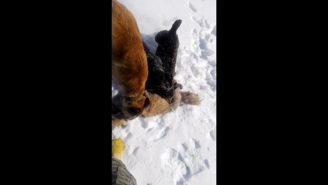 Охота без ружья Русская псовая борзая и лиса... смотреть онлайн