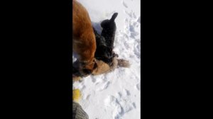 Охота без ружья Русская псовая борзая и лиса...