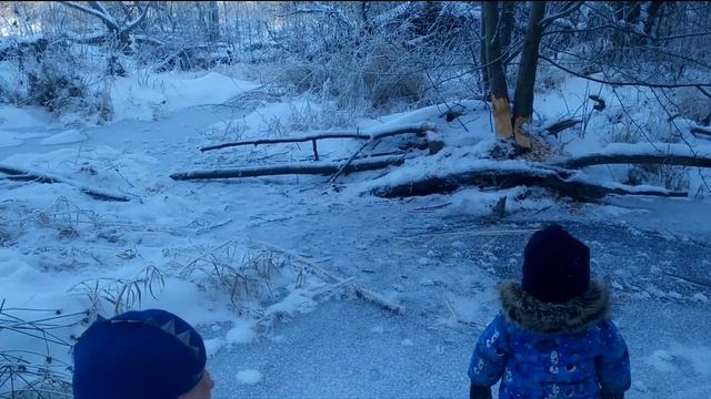 какие зубы у бобра смотреть онлайн