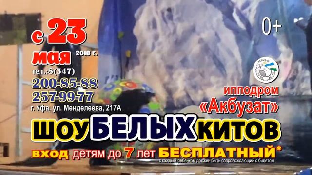 Белые киты Уфа шоу программа смотреть онлайн