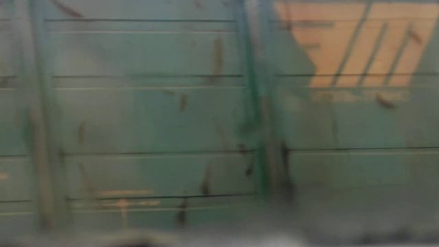 2ЭС4К 099 идёт на обгон с электричкой ЭТ2М 070 на станции Обухово смотреть онлайн