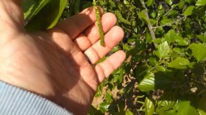 Наша белоплодная пакистанская шелковица