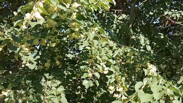 Дача.Липа радует всех! смотреть онлайн