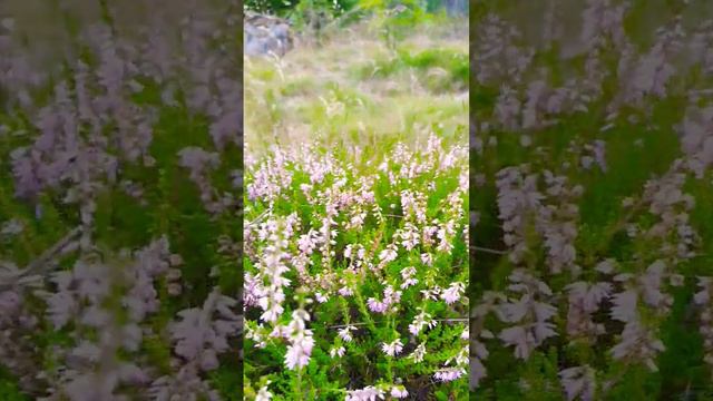 Kanerva -Heather #finland #nature #endofsummer #heather #calluna смотреть онлайн