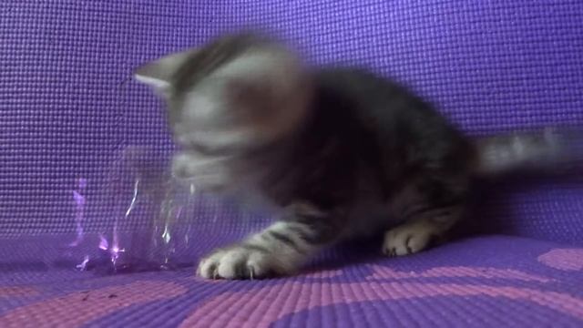 Silver classic tabby British Shorthair female kitten смотреть онлайн