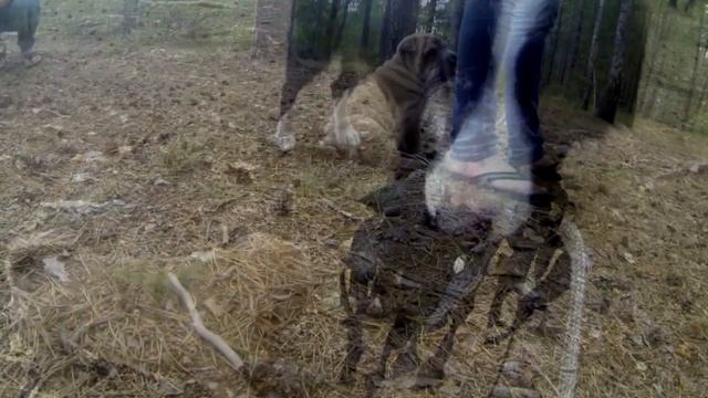 60. Первая прогулка с щенком шарпея смотреть онлайн