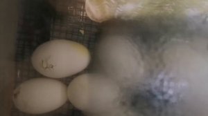 итоги инкубация гусиного яйца в самодельном инкубаторе