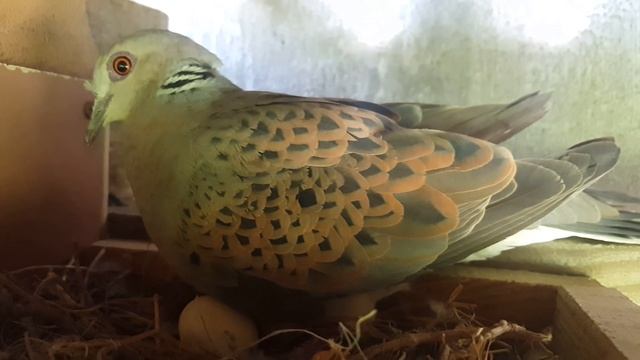 Горлица обыкновенная (streptopelia turtur) смотреть онлайн
