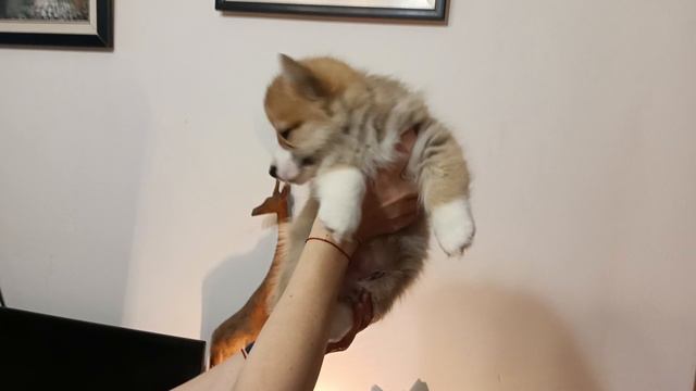 Щенки вельш- корги-пемброка. смотреть онлайн