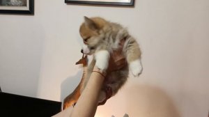 Щенки вельш- корги-пемброка.