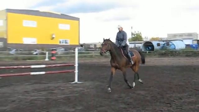 Гнедая кобыла5 смотреть онлайн