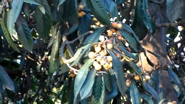 Camara Samsung ST200F Smart Camera - Video Test/prueba смотреть онлайн