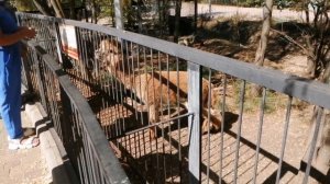 Стоит или не стоит посетить Тайган, моё мнение стоит🐯🐵🦁🐪🌞