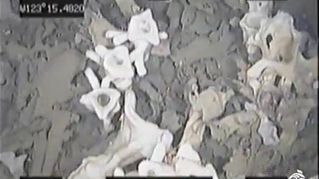 Drop-Camera Benefits for Sponge Reef Monitoring смотреть онлайн