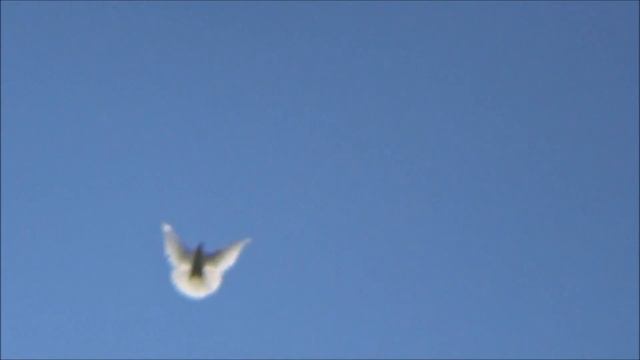 Взлёты голубей в жару смотреть онлайн