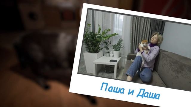 Усы. Лапы .Хвост. Истории бездомных котов смотреть онлайн