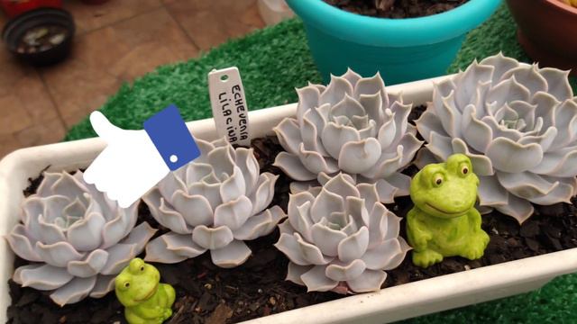 🐢 Sinocrassula Indica, Echeveria Variegata & Lilacina • Lelis com Amor смотреть онлайн