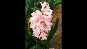 Первоцветы. Гиацинты. Посадка и уход в открытом грунте.