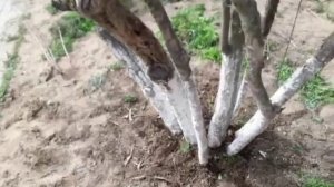 Как ухаживать за гранатом