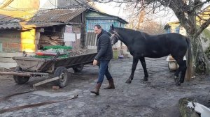 Запрягаем лошадей! Запречь пару лошадей за 3 минуты!!! :)