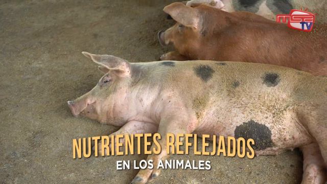Fases de Cerdo Molino Santa Ana смотреть онлайн