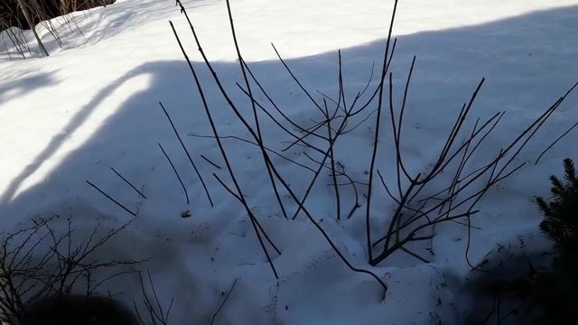 ОБРЕЗКА МЕТЕЛЬЧАТЫХ ГОРТЕНЗИЙ ВЕСНОЙ/все что вы хотели узнать об этом/ смотреть онлайн