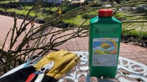 РОЗЫ. ЛУЧШАЯ ВЕСЕННЯЯ ОБРАБОТКА РОЗ ЭТИМ ПРЕПАРАТОМ!