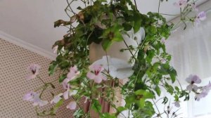 Ампельная пеларгония Кристал Квин Вайт для дома и улицы