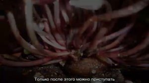 Цикламен из семян — как вырастить дома