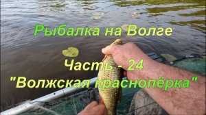 Рыбалка на Волге. Часть - 24. «Волжская краснопёрка».