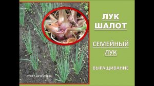 СЕМЕЙНЫЙ ЛУК- ЛУК ШАЛОТ. Подготовка и посадка семейного лука. Супер Средство от луковой мухи