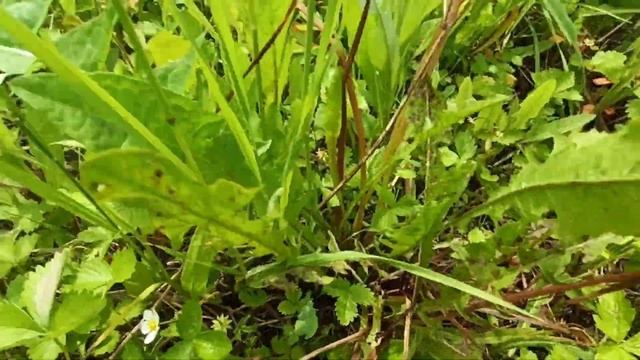 Сбор клубники! Поиск земляники! Ягода не успевает зреть!!! смотреть онлайн