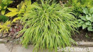 Редкая Хаконехлоя или Плачущая Трава, в моем саду