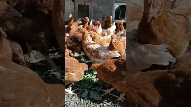Куры Браун-Ник смотреть онлайн