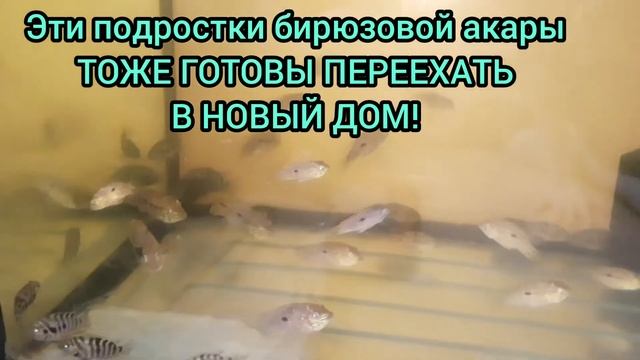 цихлазома фламинго - нерест(рыбки всего по 8 см!). решаю что делать с икрой. смотреть онлайн