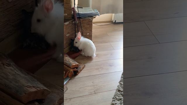 Декоративный кролик 🐇 Шушик гуляет по комнате) смотреть онлайн