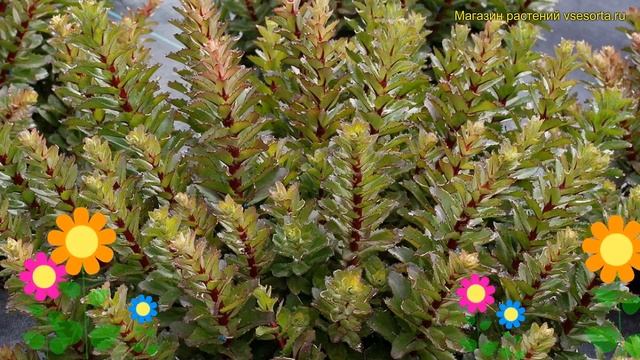Очиток телефиум Дабл Мартини. Краткий обзор, описание характеристик sedum telephium Double Martini смотреть онлайн