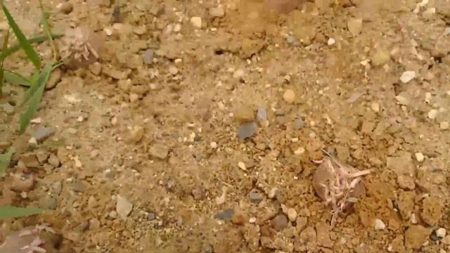 Грабли веерные Для любителей канала Грабли Лайф 29 06 21 смотреть онлайн