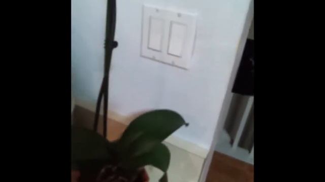 Orchid 3??? April 12, 2012