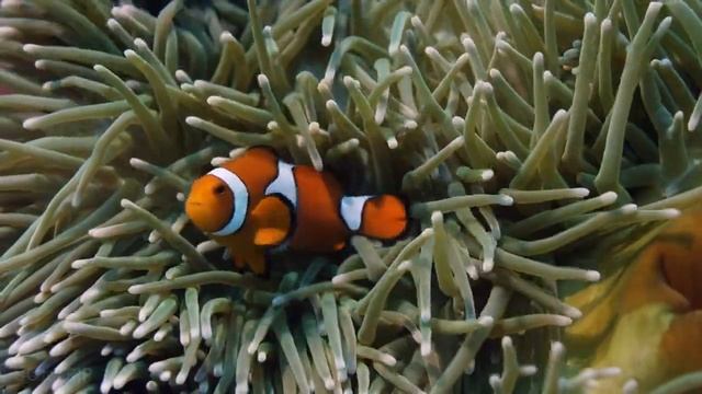 Большой Барьерный Риф - Great Barrier Reef смотреть онлайн