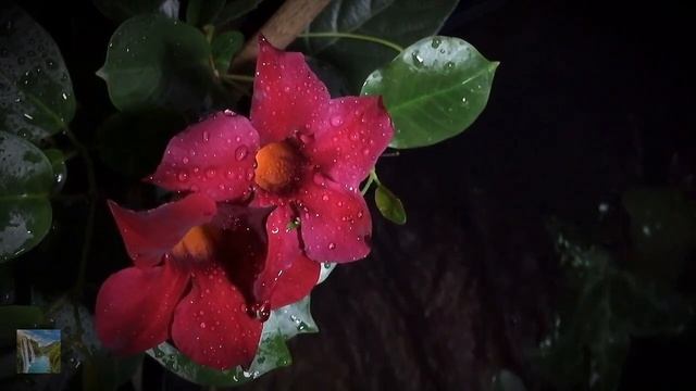 Relax Clip#45. Успокаивающая Эмбиент-Музыка Для Расслабления, Сна И Отдыха. смотреть онлайн