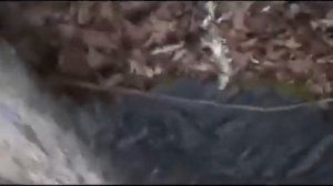 MarbleHornets (Мраморные Шершни)  1-30 серию