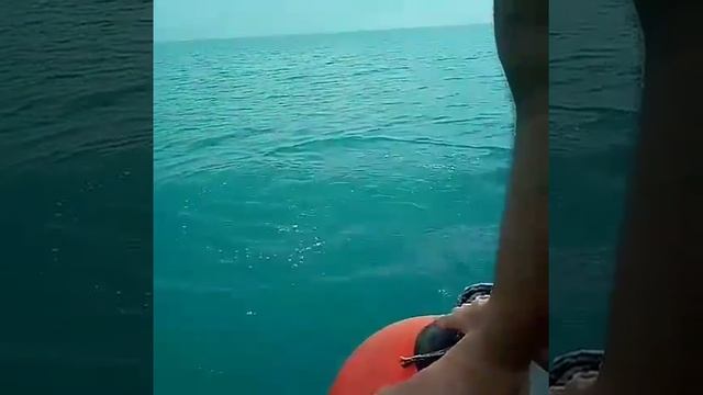 дельфины у лодки, Сукко 2017,рыбалка в море смотреть онлайн