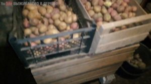 Живец карась на зиму в подвале // Как и где хранить живца зимой // Лучший живец карась для ловли щу