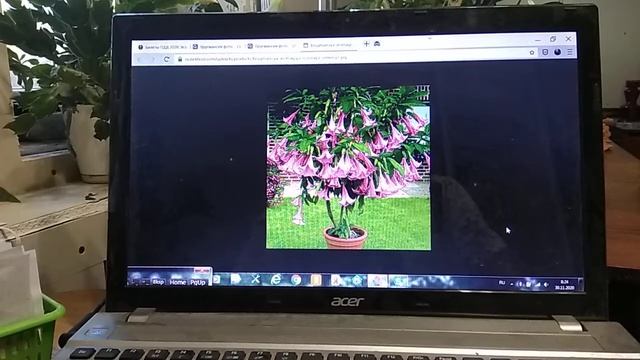 Бругмансия на зимовке. смотреть онлайн