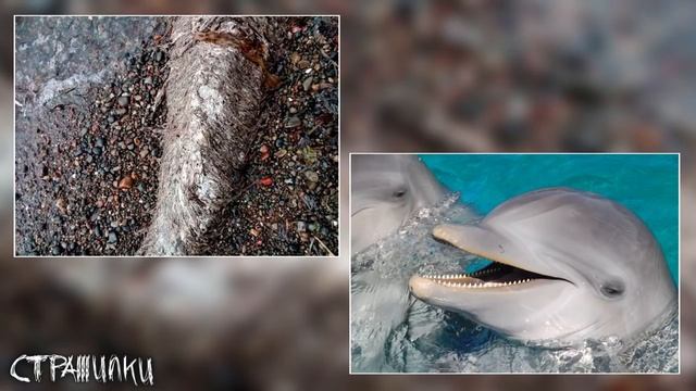 НЕОБЪЯСНИМЫЕ МОРСКИЕ СУЩЕСТВА, СНЯТЫЕ НА КАМЕРУ!