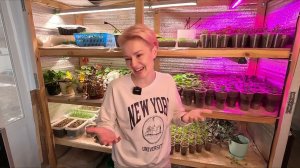 КЛЕЩ,ТРИПС,ГРИБНОЙ КОМАРИК,БЕЛОКРЫЛКА ОБЯЗАТЕЛЬНО БУДЬТЕ НА ЧЕКУ И НЕ ДОПУСКАЙТЕ ПОЯВЛЕНИЯ ВРЕДИТЕЛЕ