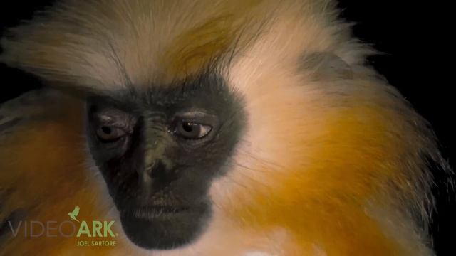 An endangered Gee’s golden langur (Trachypithecus geei) at the Assam State Zoo. смотреть онлайн