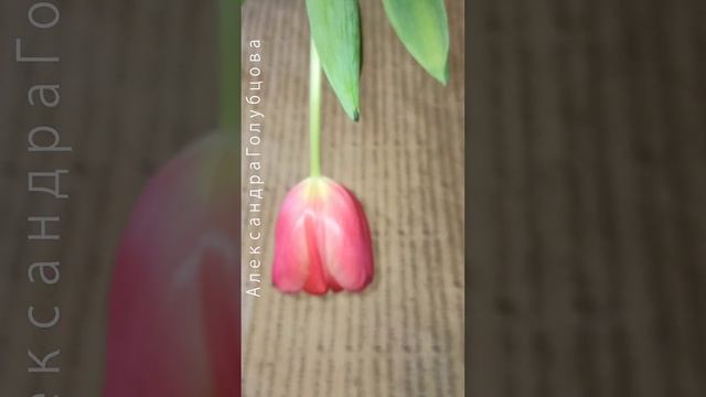 ?2 Колокольчики чакр , натуральный бамбук медитация и релаксация AliExpress КОГДА ВЕСНА BELL CHAKR смотреть онлайн